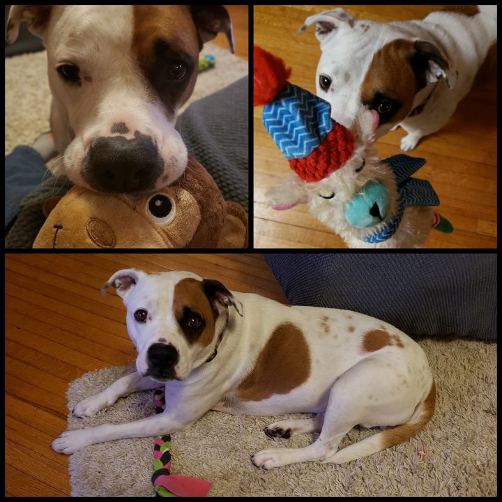 Scarlett, an adoptable American Bulldog Mix in Cedar Rapids, IA_image-4