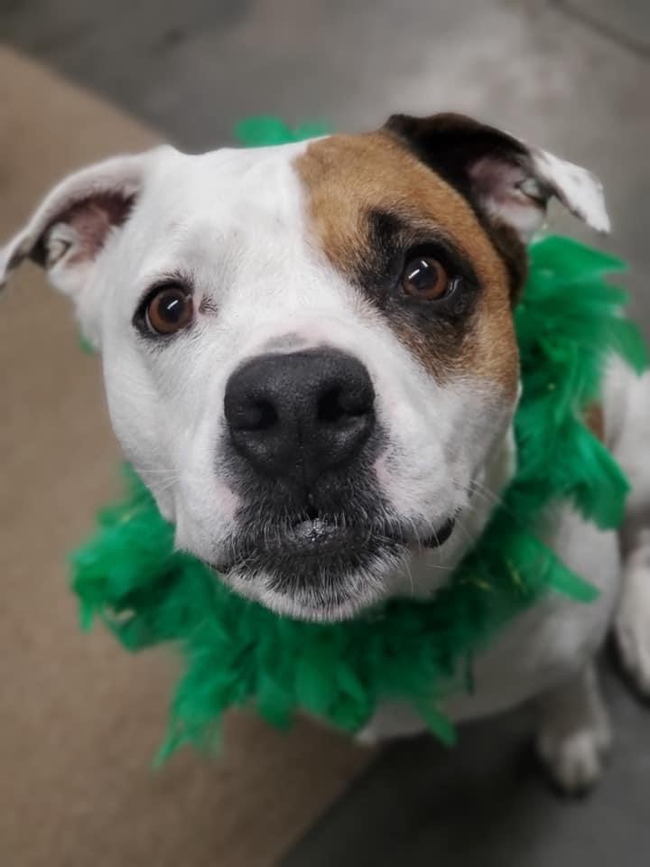 Scarlett, an adoptable American Bulldog Mix in Cedar Rapids, IA_image-6