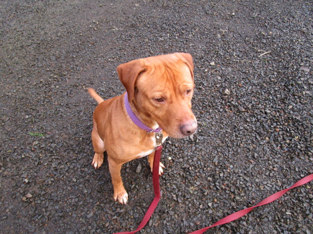 Oliver, an adoptable Labrador Retriever, Pit Bull Terrier in Tillamook, OR, 97141 | Photo Image 1