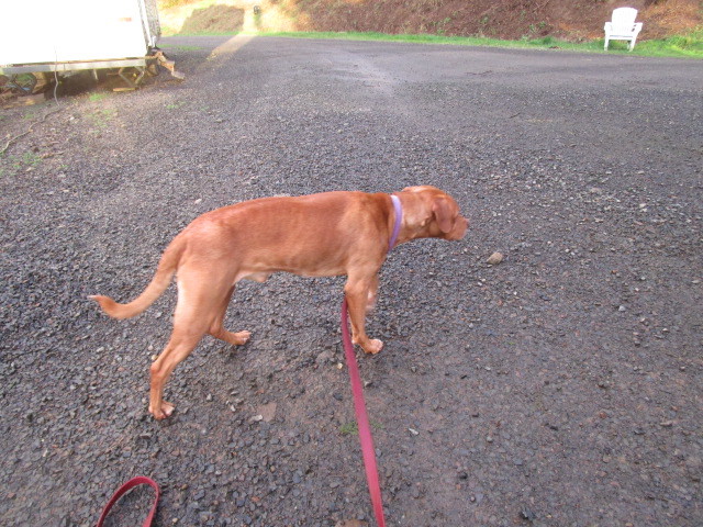 Oliver, an adoptable Labrador Retriever, Pit Bull Terrier in Tillamook, OR, 97141 | Photo Image 4