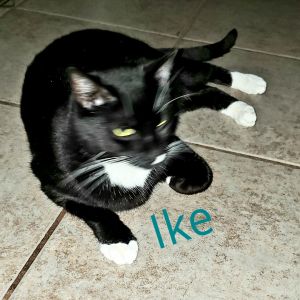 Ike, Adult Male Domestic Short Hair