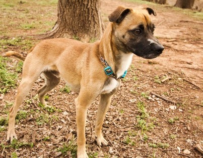 Otis, an adopted Beagle & Italian Greyhound Mix in Oklahoma City, OK_image-4
