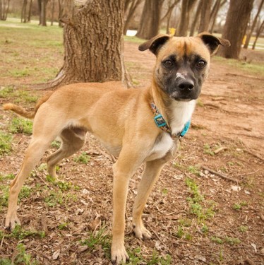Otis, an adopted Beagle & Italian Greyhound Mix in Oklahoma City, OK_image-1