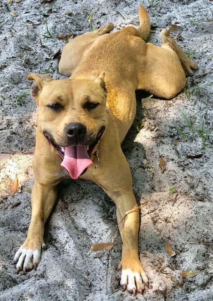 dog for adoption charlotte a black mouth cur cattle dog mix in palm city fl petfinder cattle dog mix in palm city fl petfinder