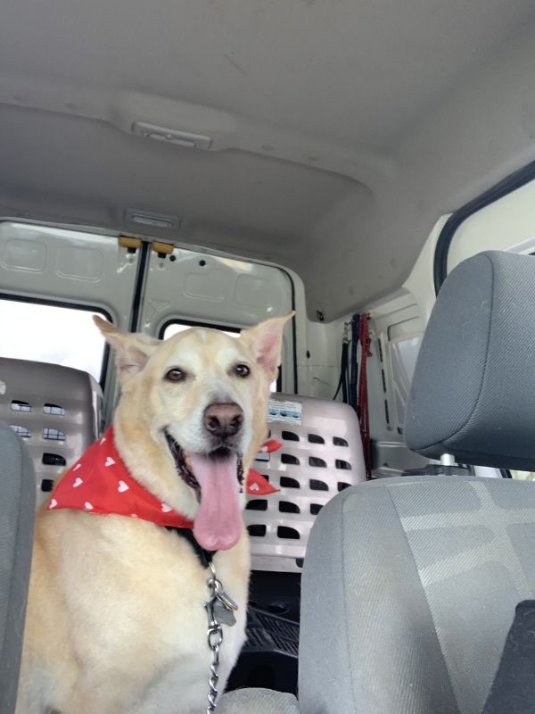 All Rescued Dogs Available for Adoption in Port Saint Lucie, FL Paws