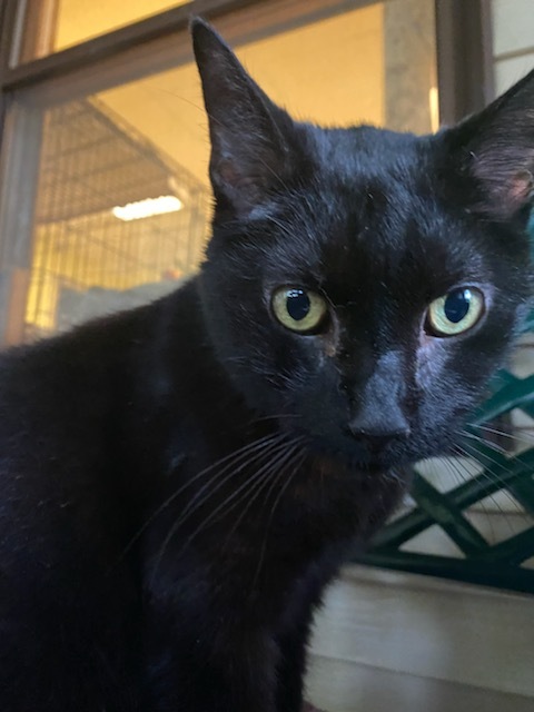 Onyx, an adoptable Domestic Short Hair in Lakewood, OH, 44107 | Photo Image 1