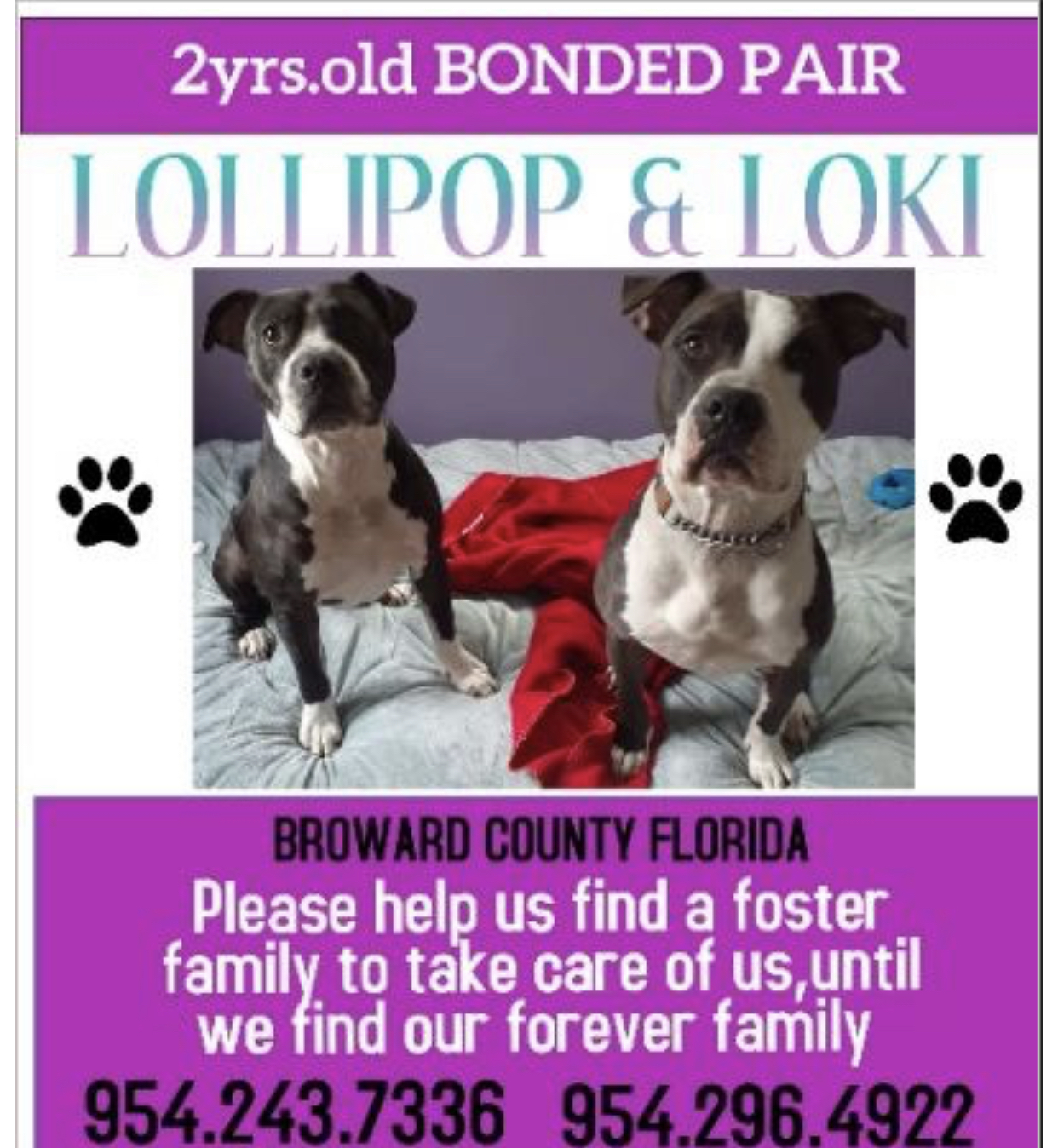 Loki & lollipop, an adoptable Terrier in Coral Springs, FL, 33071 | Photo Image 1