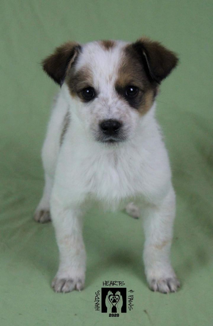 Dog For Adoption Dynomite An Australian Cattle Dog Blue