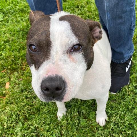 Imani 10010, an adoptable American Staffordshire Terrier in Cumming, GA, 30040 | Photo Image 1