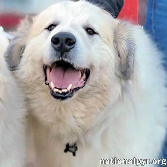 Jonas in PA - Lots of 'Pawtential', an adoptable Great Pyrenees in Altoona, PA, 16601 | Photo Image 1