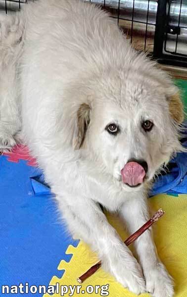 Jonas in PA - Lots of 'Pawtential', an adoptable Great Pyrenees in Altoona, PA, 16601 | Photo Image 2
