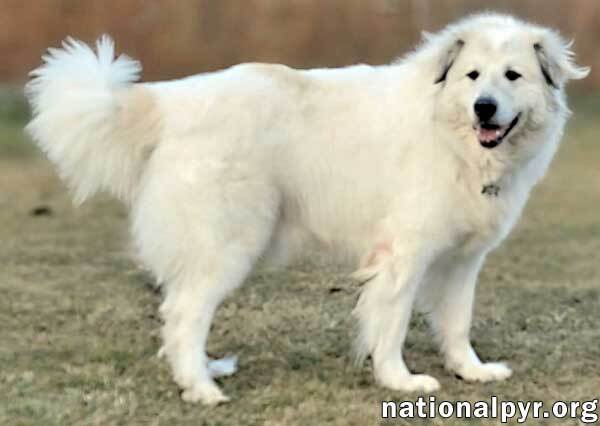 Jonas in PA - Lots of 'Pawtential', an adoptable Great Pyrenees in Altoona, PA, 16601 | Photo Image 3