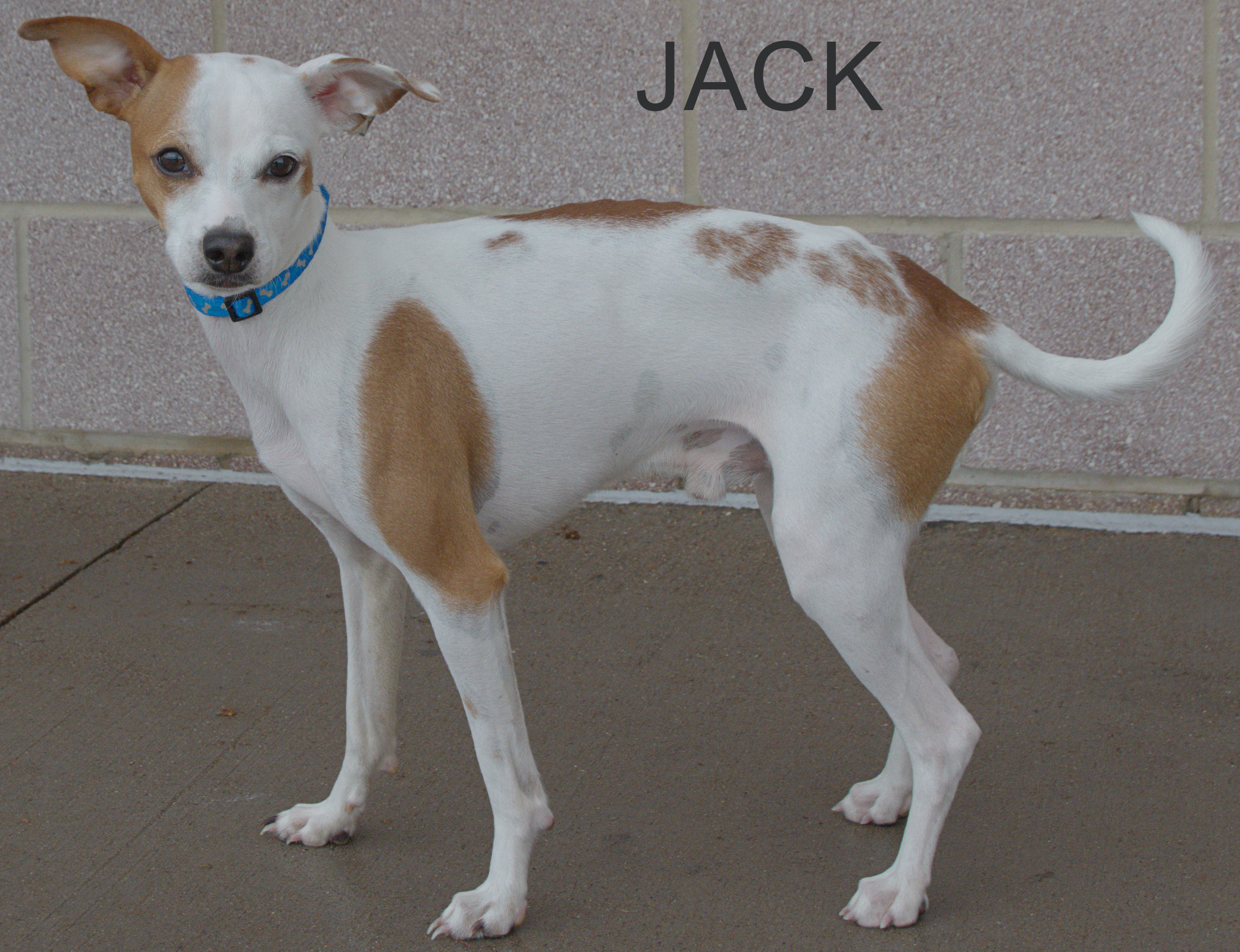 Jack, an adoptable Chihuahua, Italian Greyhound in Longview, TX, 75606 | Photo Image 1