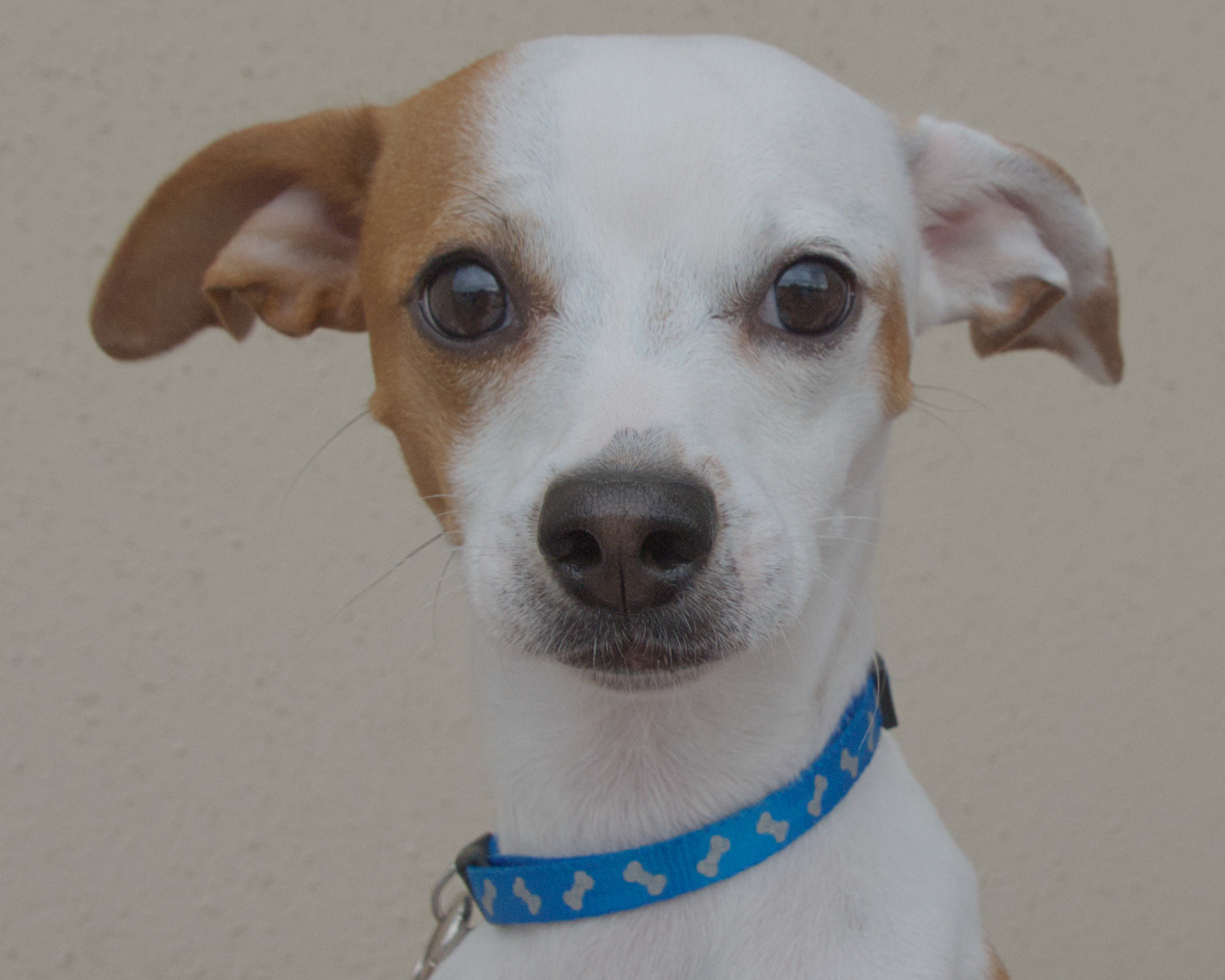 Jack, an adoptable Chihuahua, Italian Greyhound in Longview, TX, 75606 | Photo Image 2