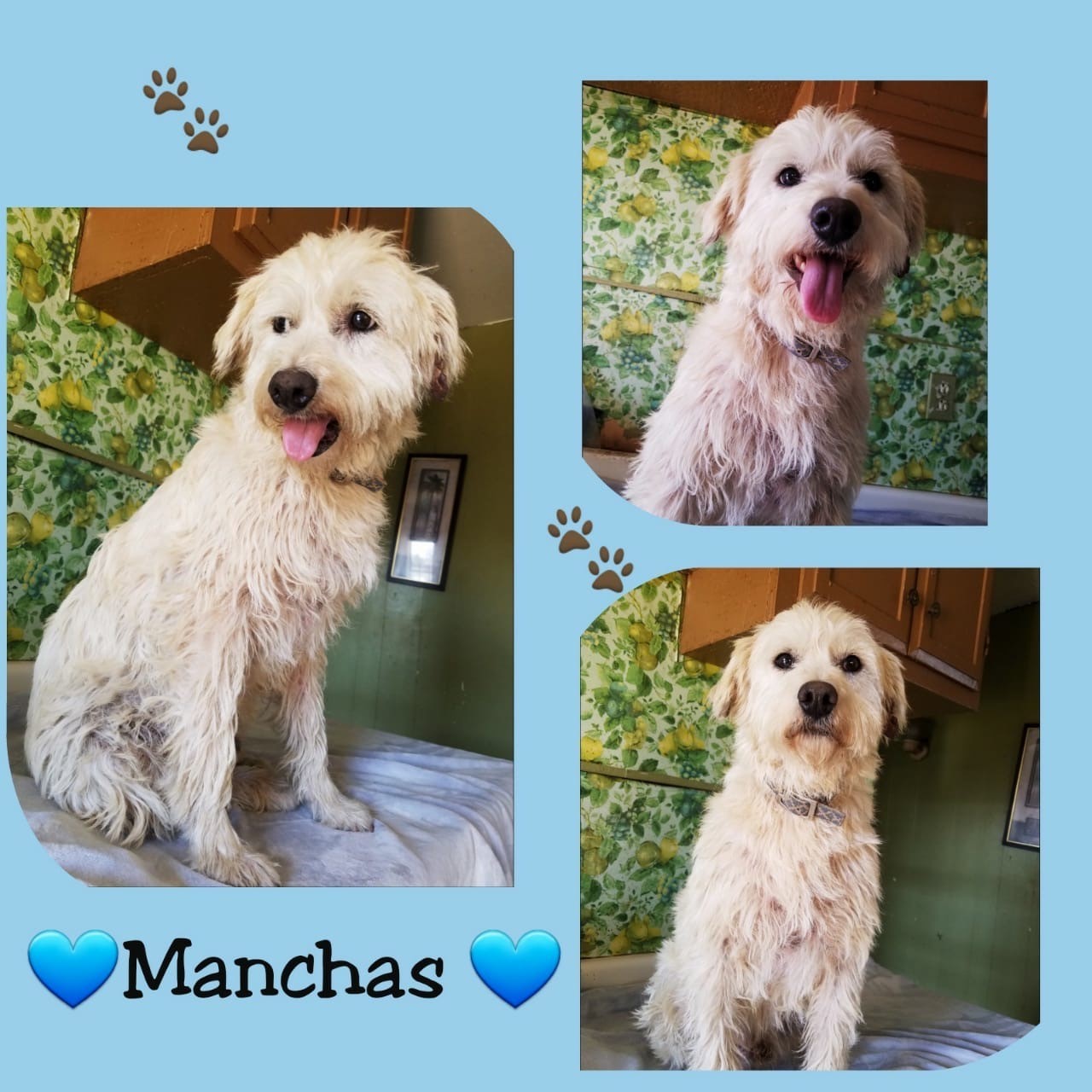 Manchas detail page