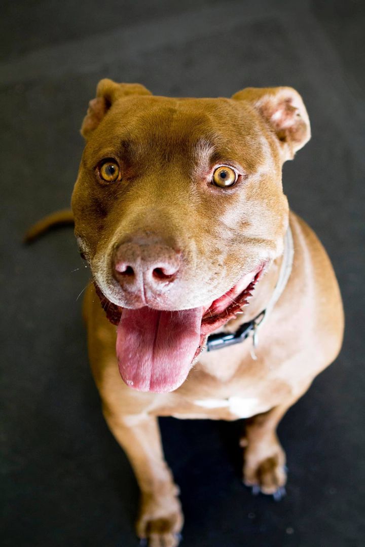 Coco, an adoptable Pit Bull Terrier Mix in Eagle, ID_image-6