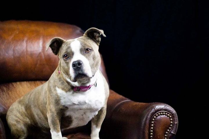 Daphne, an adoptable Pit Bull Terrier Mix in Eagle, ID_image-2