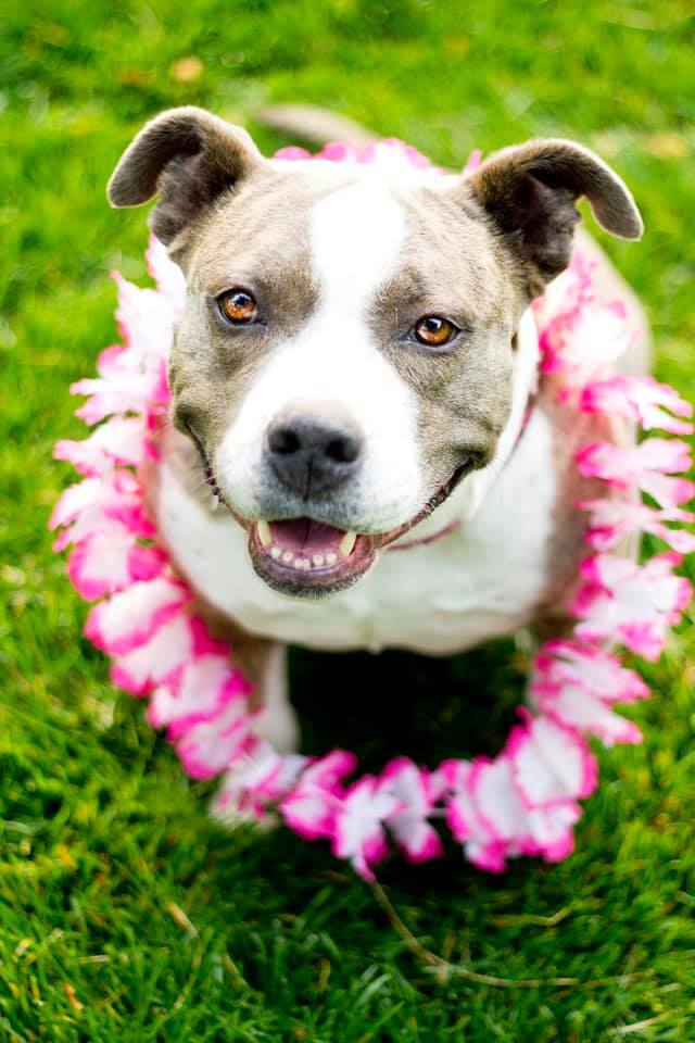 Daphne, an adoptable Pit Bull Terrier Mix in Eagle, ID_image-4