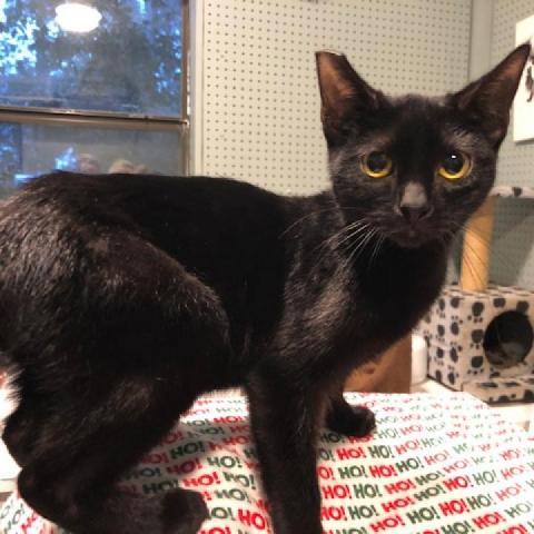 Mopsie, an adoptable Domestic Short Hair in Folsom, LA, 70437 | Photo Image 1