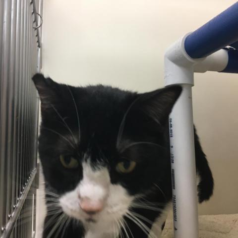 Bodie, an adoptable Domestic Short Hair in Cumming, GA, 30040 | Photo Image 1