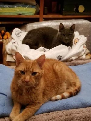 Our Adoptable Cats — Trenton Cats Rescue