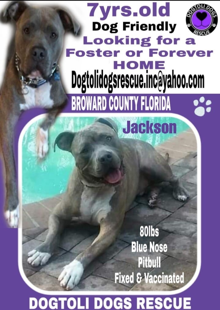 Jackson, an adoptable Pit Bull Terrier, American Bulldog in Coral Springs, FL, 33071 | Photo Image 2