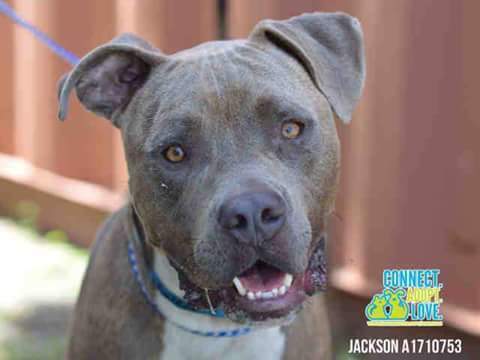 Jackson, an adoptable Pit Bull Terrier, American Bulldog in Coral Springs, FL, 33071 | Photo Image 6