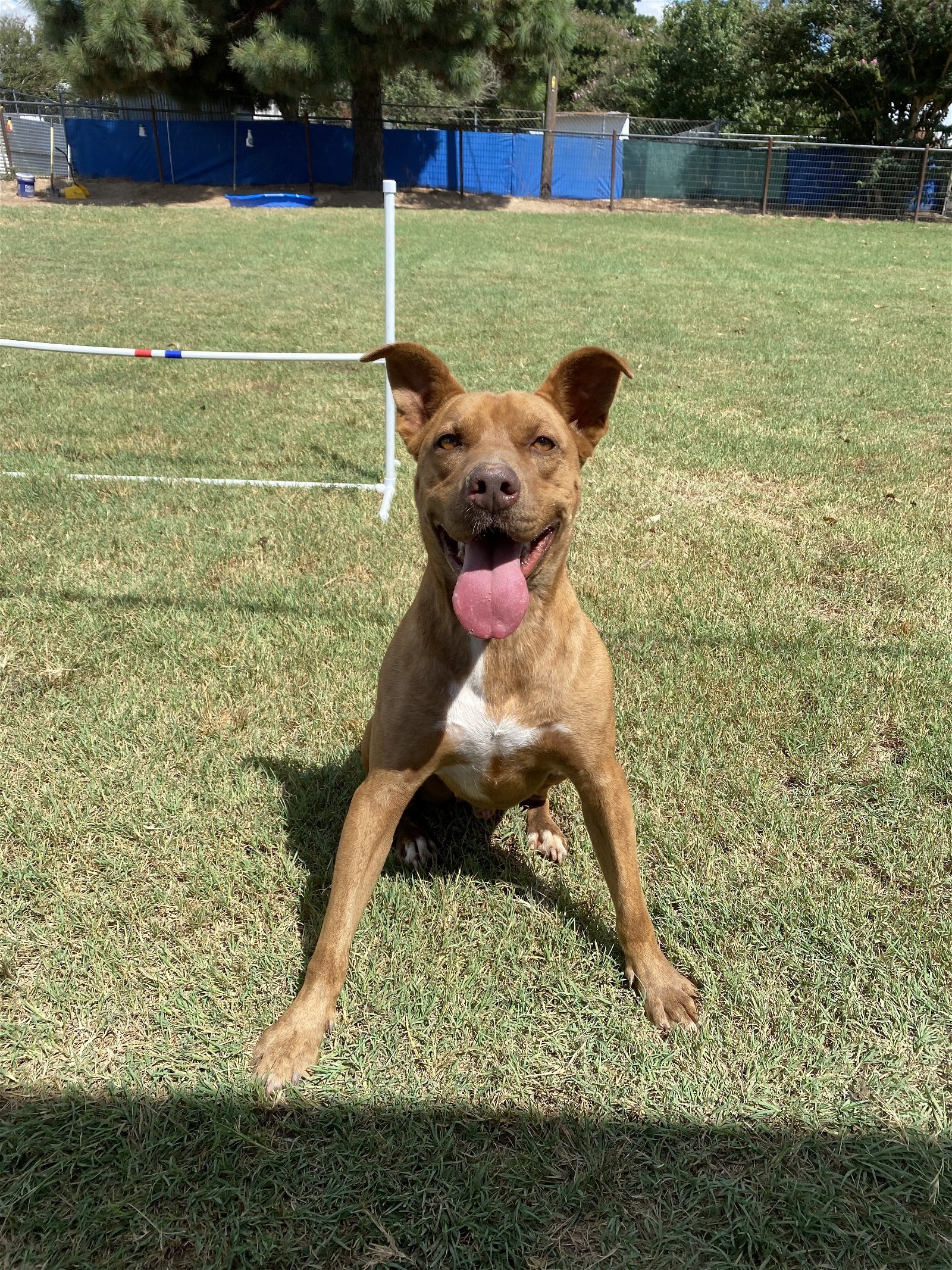 Tazz, an adoptable Pit Bull Terrier, Retriever in Gun Barrel City, TX, 75147 | Photo Image 1