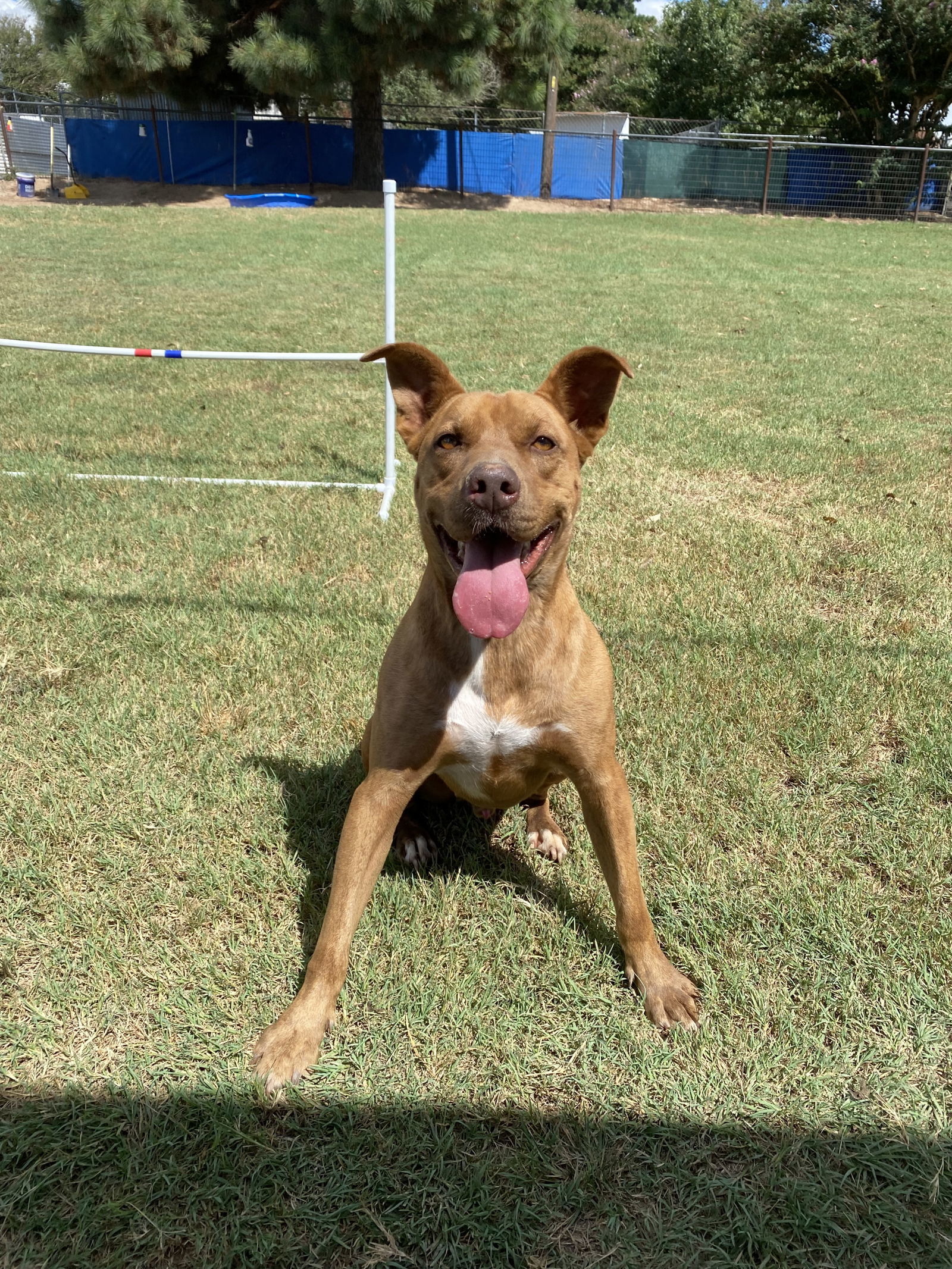 Tazz, an adoptable Pit Bull Terrier, Retriever in Gun Barrel City, TX, 75147 | Photo Image 1