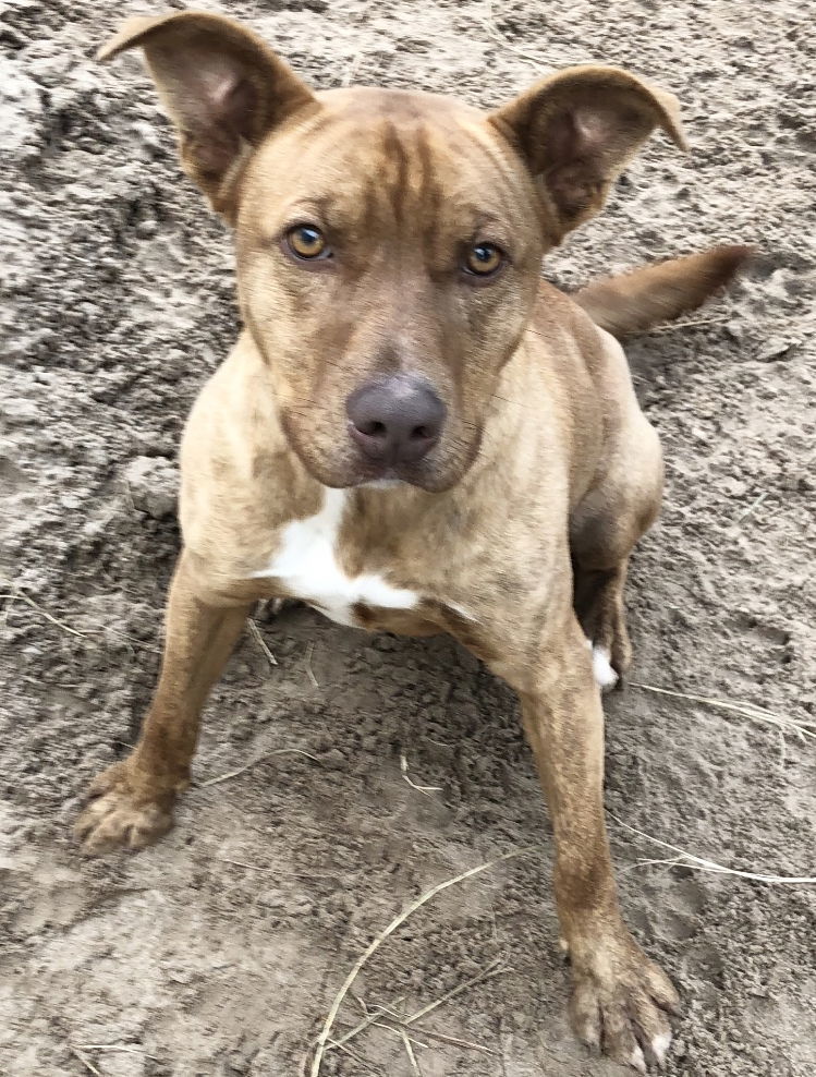 Tazz, an adoptable Pit Bull Terrier, Retriever in Gun Barrel City, TX, 75147 | Photo Image 2