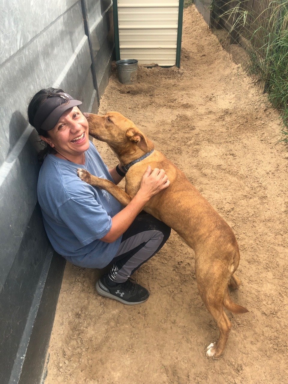 Tazz, an adoptable Pit Bull Terrier, Retriever in Gun Barrel City, TX, 75147 | Photo Image 3