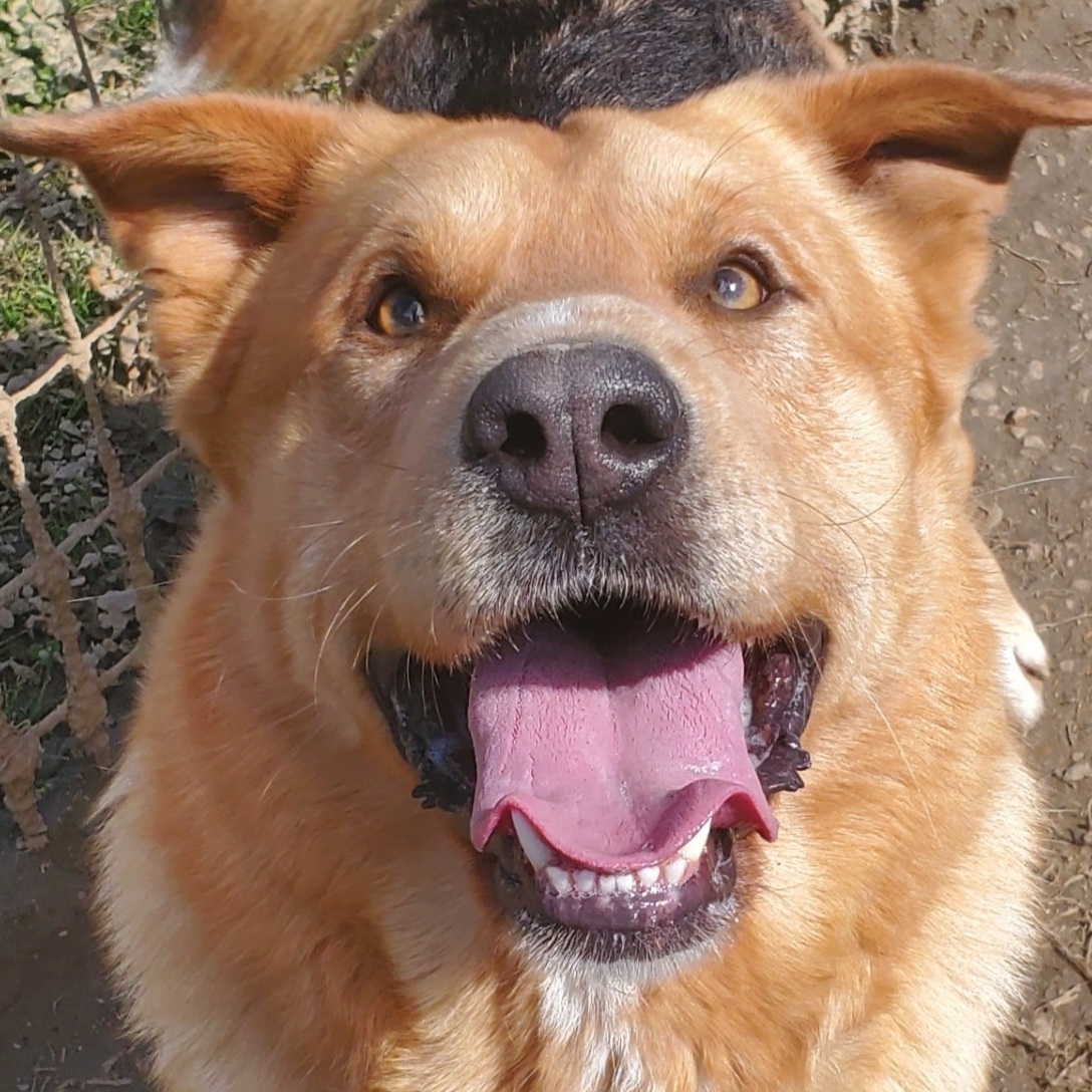 #11456 - Brutus, an adoptable German Shepherd Dog, Mastiff in Horn Lake, MS, 38637 | Photo Image 5
