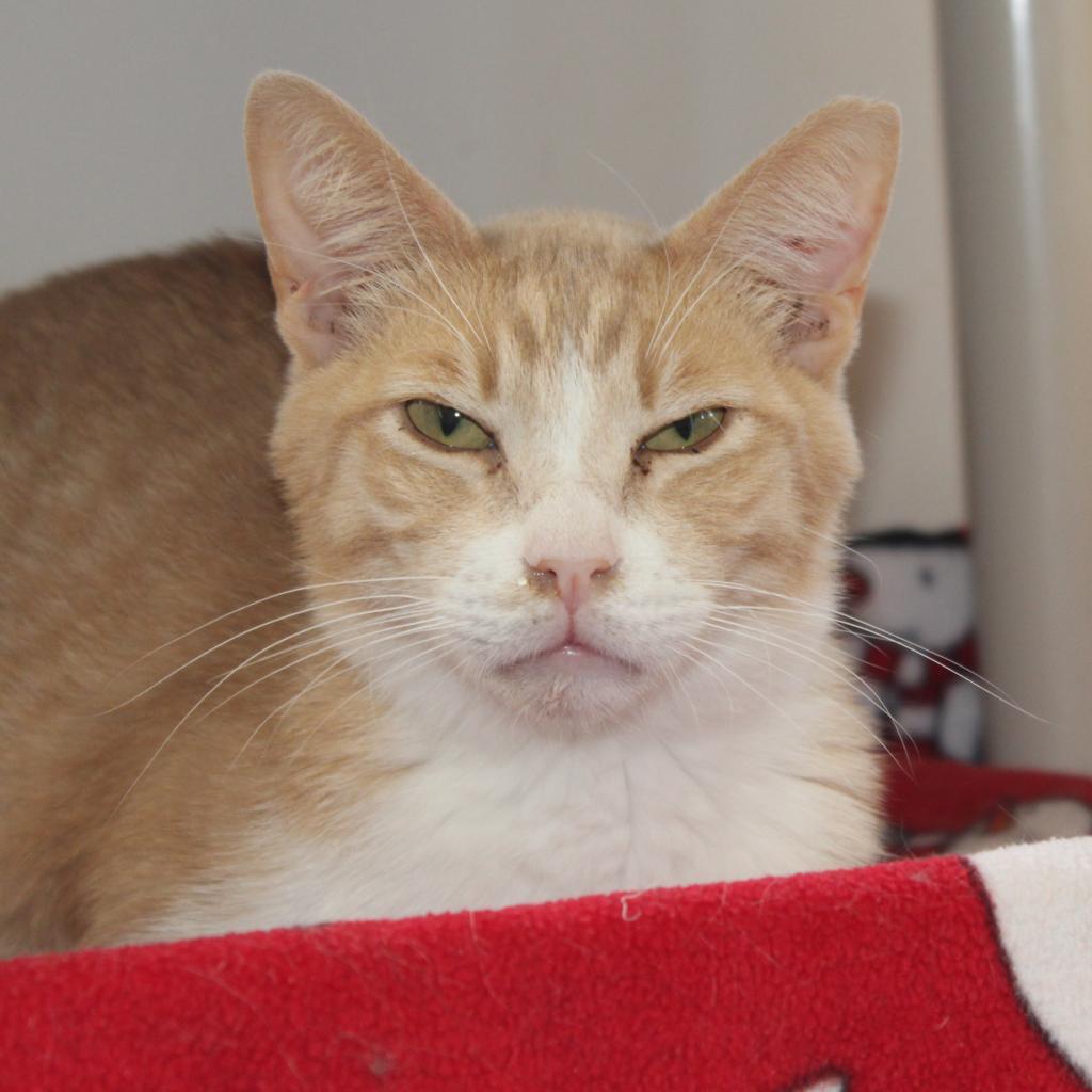 Val, an adoptable Domestic Short Hair in Kanab, UT, 84741 | Photo Image 1