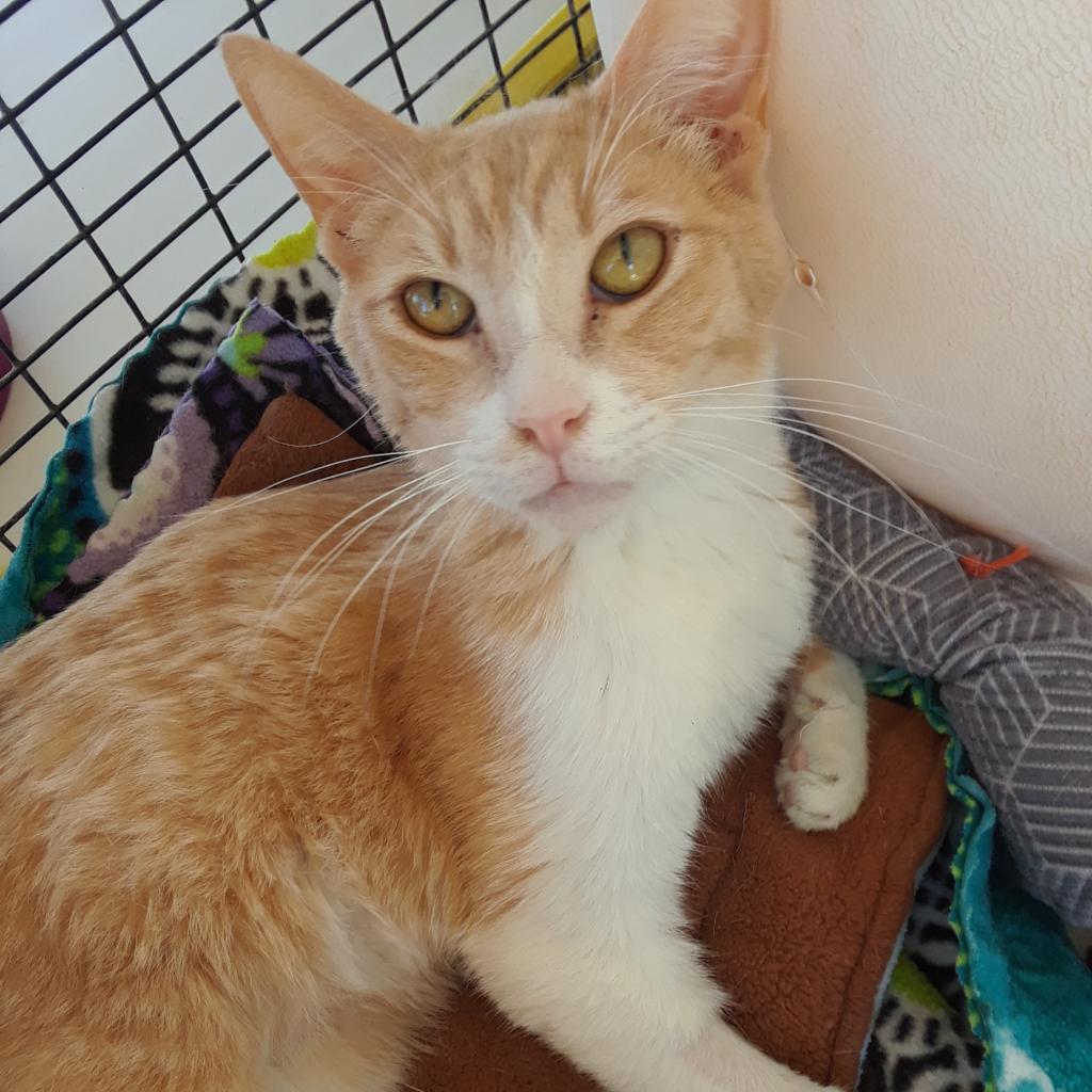 Val, an adoptable Domestic Short Hair in Kanab, UT, 84741 | Photo Image 3