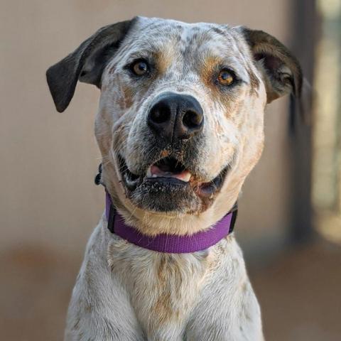 Cholula, an adoptable Cattle Dog, Pit Bull Terrier in Kanab, UT, 84741 | Photo Image 1