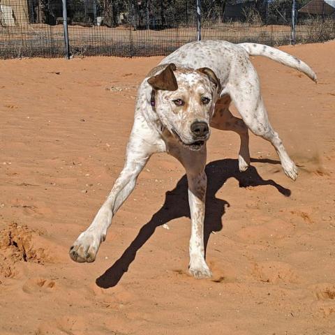 Cholula, an adoptable Cattle Dog, Pit Bull Terrier in Kanab, UT, 84741 | Photo Image 2