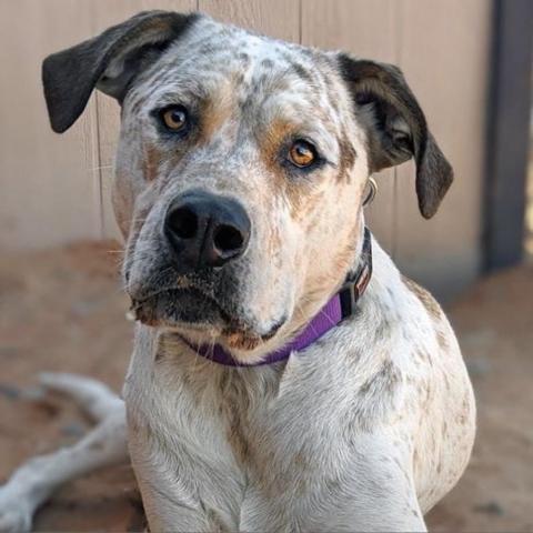 Cholula, an adoptable Cattle Dog, Pit Bull Terrier in Kanab, UT, 84741 | Photo Image 3
