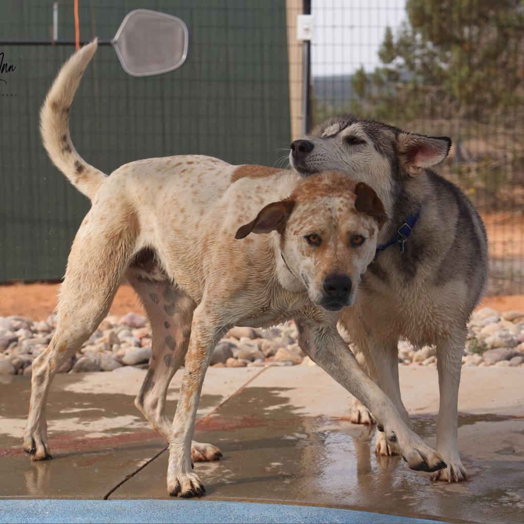 Cholula, an adoptable Cattle Dog, Pit Bull Terrier in Kanab, UT, 84741 | Photo Image 3