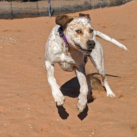 Cholula, an adoptable Cattle Dog, Pit Bull Terrier in Kanab, UT, 84741 | Photo Image 4