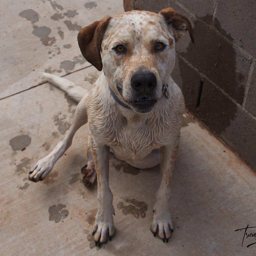 Cholula, an adoptable Cattle Dog, Pit Bull Terrier in Kanab, UT, 84741 | Photo Image 4