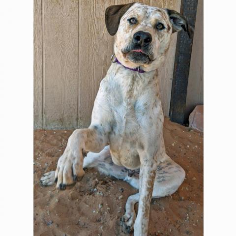 Cholula, an adoptable Cattle Dog, Pit Bull Terrier in Kanab, UT, 84741 | Photo Image 5