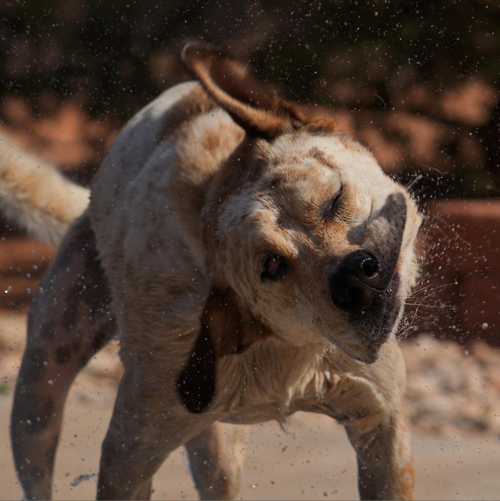 Cholula, an adoptable Cattle Dog, Pit Bull Terrier in Kanab, UT, 84741 | Photo Image 5