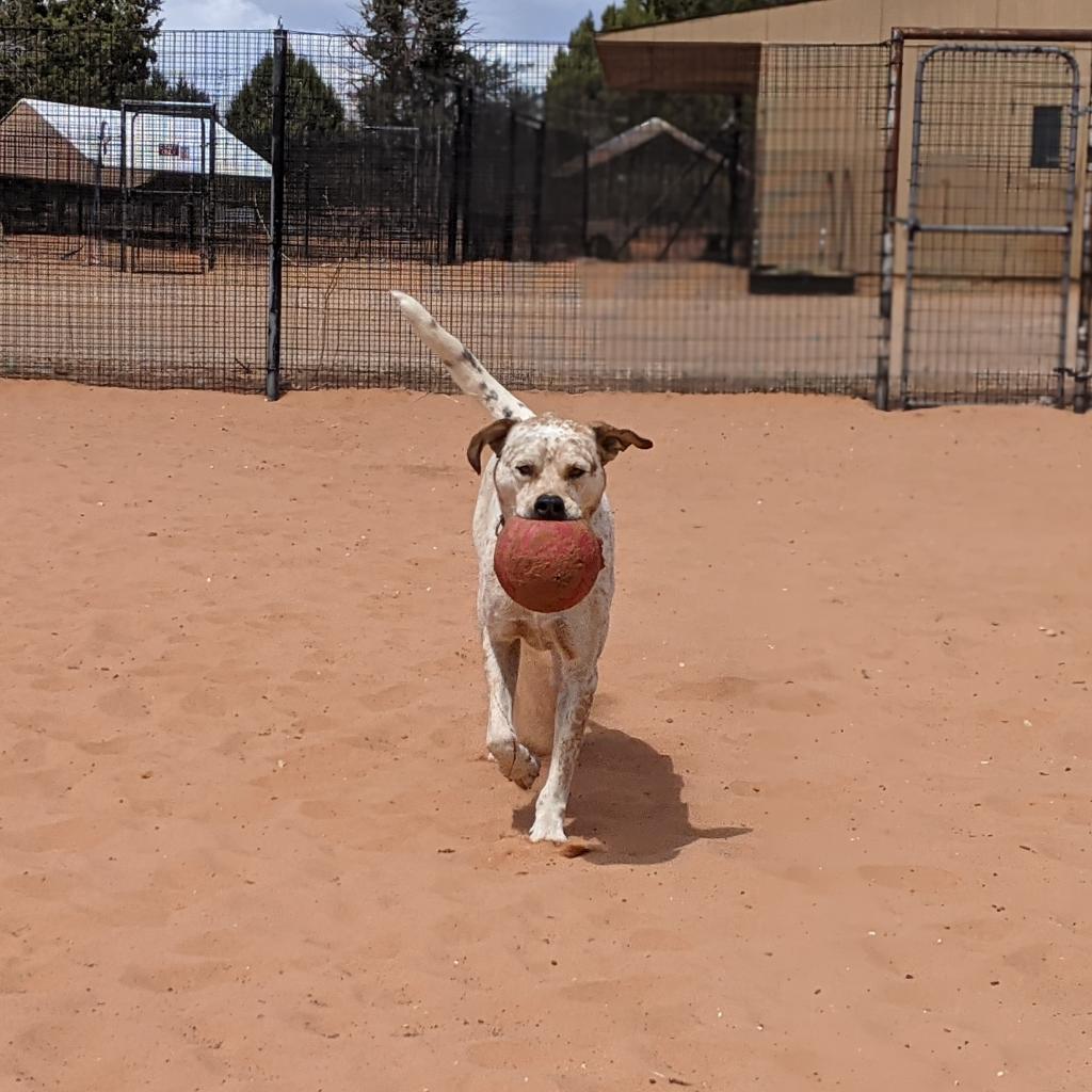 Cholula, an adoptable Cattle Dog, Pit Bull Terrier in Kanab, UT, 84741 | Photo Image 6