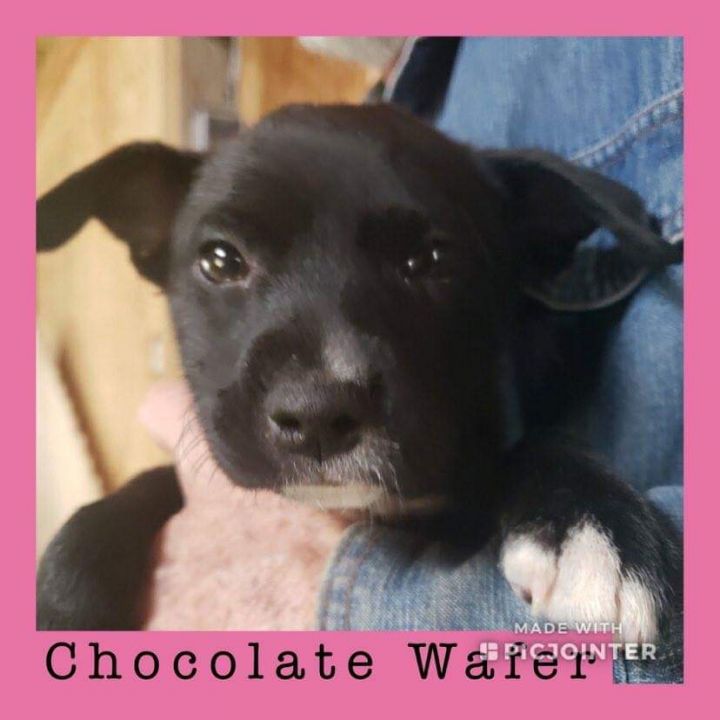 Chocolate Wafter 2