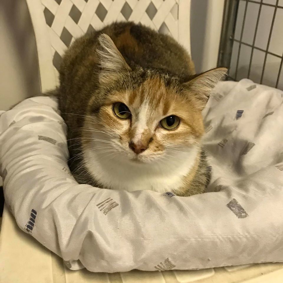 Cat for adoption - Roseanne, a Calico in Monticello, IL | Petfinder