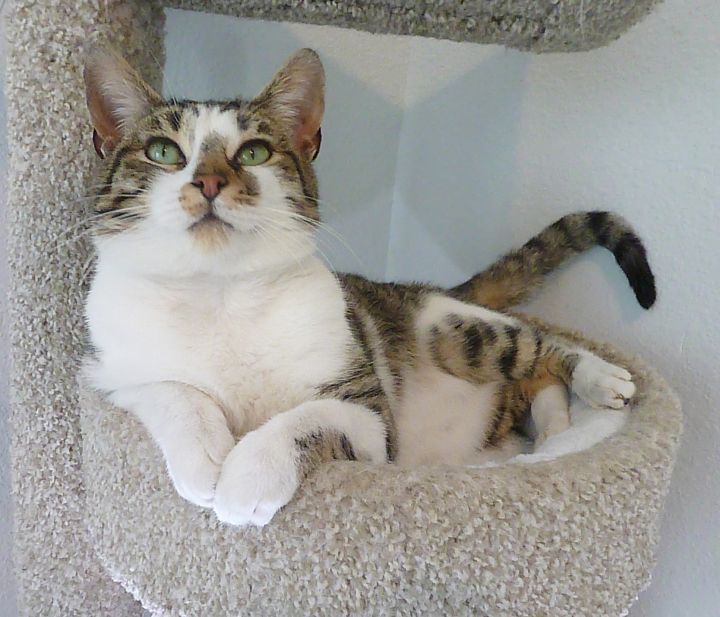Flint - Pending, an adopted Domestic Short Hair & Tabby Mix in League City, TX_image-3