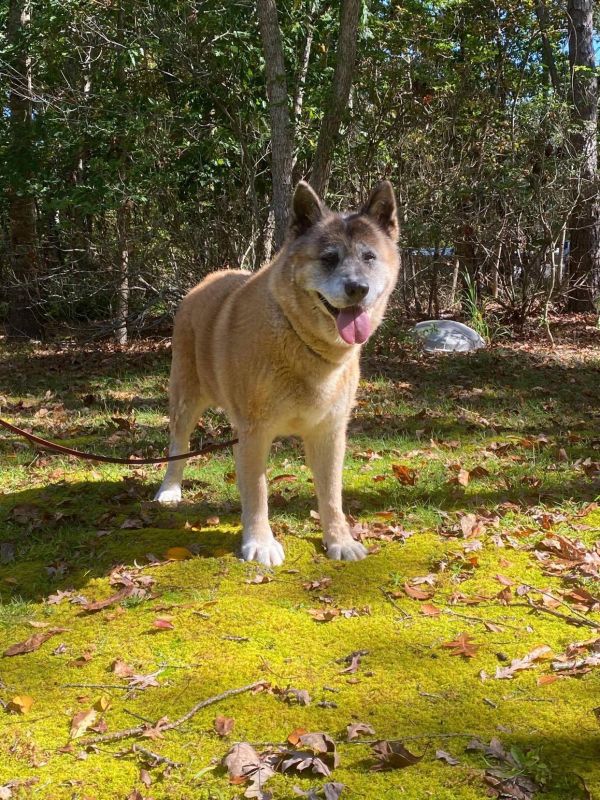 Available - Big East Akita Rescue