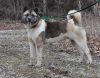 Available - Big East Akita Rescue