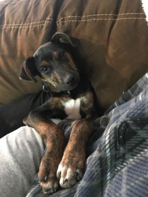. Stella .