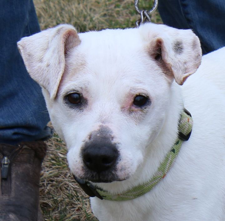Dog For Adoption Clay A Jack Russell Terrier Pit Bull Terrier Mix In Delhi Ny Petfinder